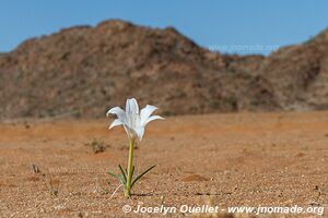 Vallée de Hartmann - Kaokoveld - Namibie