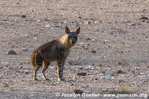 Kaokoveld - Namibia