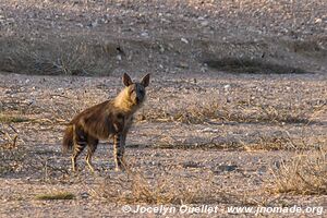 Kaokoveld - Namibie