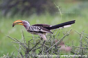 Palmwag - Damaraland - Namibie