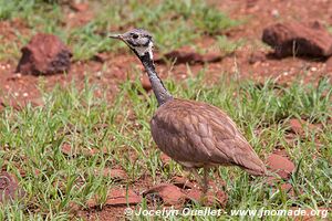 Palmwag - Damaraland - Namibia