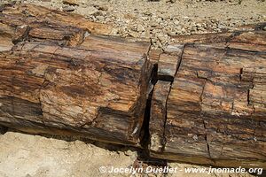 Forêt pétrifiée - Damaraland - Namibie