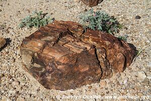 Forêt pétrifiée - Damaraland - Namibie