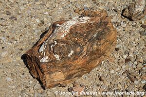 Petrified Forest - Damaraland - Namibia