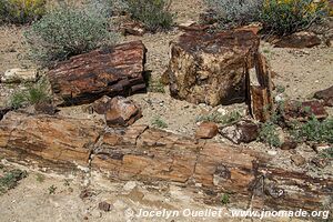 Petrified Forest - Damaraland - Namibia