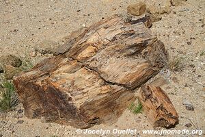 Forêt pétrifiée - Damaraland - Namibie