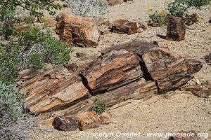 Petrified Forest - Damaraland - Namibia