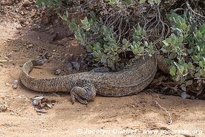 Forêt pétrifiée - Damaraland - Namibie