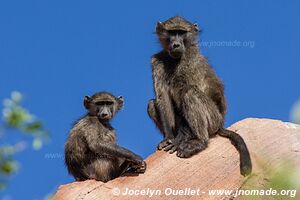 Twyfelfontein - Damaraland - Namibia