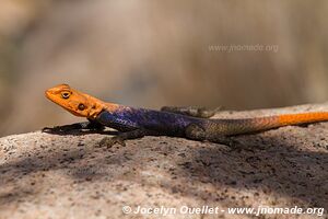 Massif du Brandberg - Damaraland - Namibie