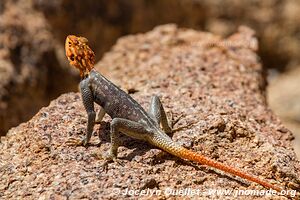 Massif du Brandberg - Damaraland - Namibie