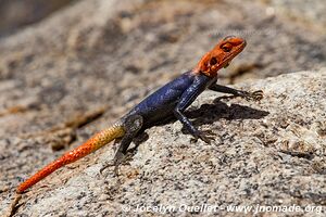 Brandberg Massif - Damaraland - Namibia