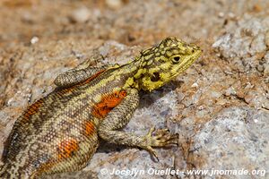 Massif du Brandberg - Damaraland - Namibie