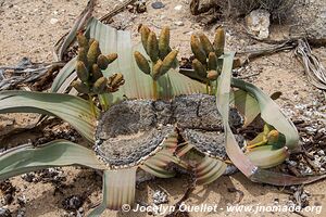 Dorob National Park - - Namibia