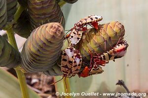 Parc national Dorob - Skeleton Coast - Namibie