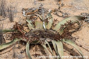 Dorob National Park - - Namibia