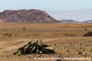 Dorob National Park - - Namibia