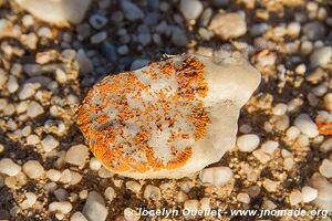 Parc national Dorob - Skeleton Coast - Namibie