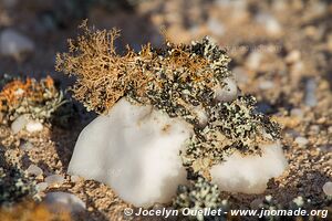 Dorob National Park - - Namibia