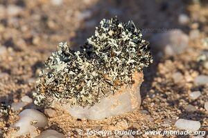 Dorob National Park - - Namibia