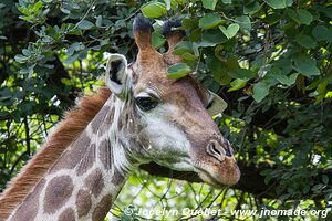 Eureka Camp - Zambia