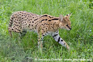 Munda Wanga Environmental Park - Zambia