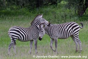 Mosi-oa-Tunya Game Park - Zambia