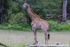 Mosi-oa-Tunya Game Park - Zambia