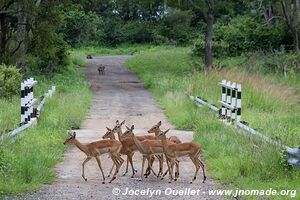 Mosi-oa-Tunya Game Park - Zambia