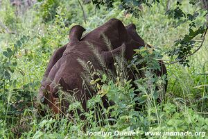 Parc faunique Mosi-oa-Tunya - Zambie