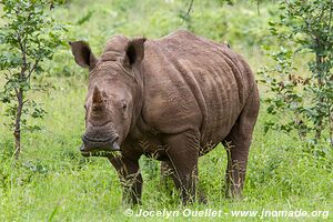 Mosi-oa-Tunya Game Park - Zambia