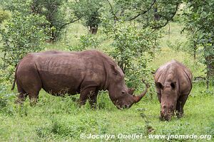 Parc faunique Mosi-oa-Tunya - Zambie