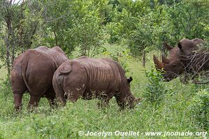 Parc faunique Mosi-oa-Tunya - Zambie