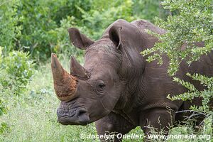 Mosi-oa-Tunya Game Park - Zambia