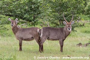 Parc faunique Mosi-oa-Tunya - Zambie