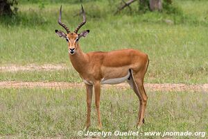 Mosi-oa-Tunya Game Park - Zambia