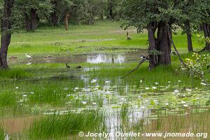 Parc faunique Mosi-oa-Tunya - Zambie