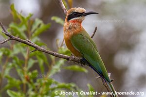 Mosi-oa-Tunya Game Park - Zambia