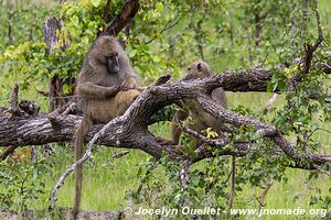 Parc faunique Mosi-oa-Tunya - Zambie