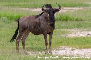 Parc faunique Mosi-oa-Tunya - Zambie