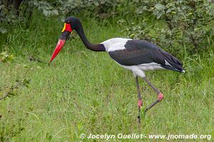 Parc faunique Mosi-oa-Tunya - Zambie