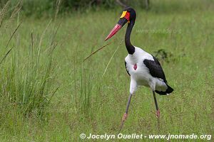 Parc faunique Mosi-oa-Tunya - Zambie