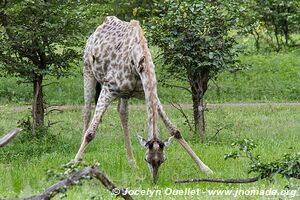 Parc faunique Mosi-oa-Tunya - Zambie