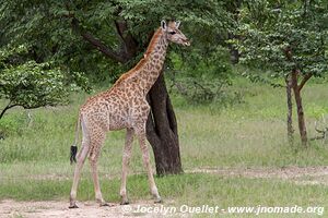 Parc faunique Mosi-oa-Tunya - Zambie