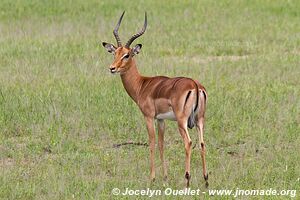 Parc faunique Mosi-oa-Tunya - Zambie