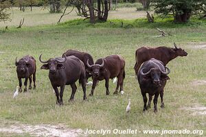 Parc faunique Mosi-oa-Tunya - Zambie