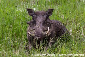 Parc faunique Mosi-oa-Tunya - Zambie