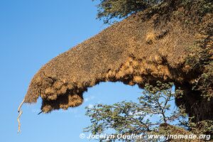 Parc transfrontalier de Kgalagadi - Afrique du Sud