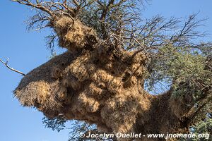 Parc transfrontalier de Kgalagadi - Afrique du Sud