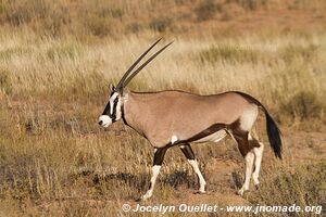 Parc transfrontalier de Kgalagadi - Afrique du Sud